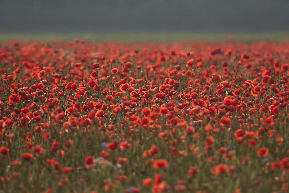 Check out the Red Poppy Festival in Georgetown, TX red poppies